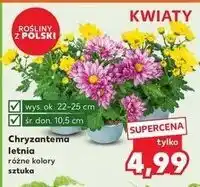 Kaufland Chryzantema letnia śr. donicy 10.5 cm wys. 20-25 oferta