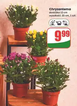 Dino Chryzantema 12 cm oferta