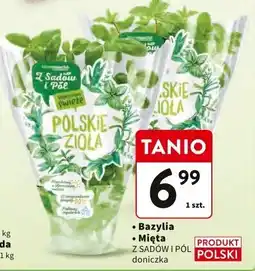 Intermarche Zioła bazylia Z SADÓW I PÓL oferta