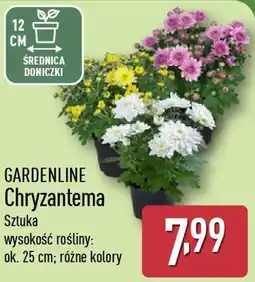 ALDI Chryzantema oferta