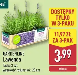 ALDI Lawenda oferta