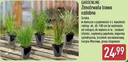 ALDI Zimotrwała trawa ozdobna oferta