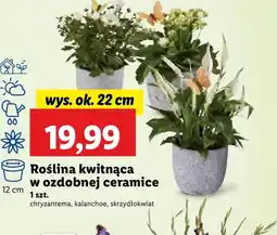 Lidl Roślina doniczkowa Ok oferta