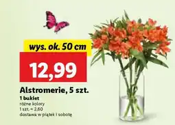 Lidl Alstromerie, 5 szt oferta