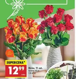 Biedronka Bukiet róż 40 cm oferta