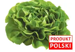Dino Sałata masłowa Dino oferta