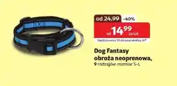 Kakadu Obroża Dog Fantasy oferta