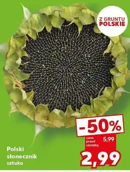 Kaufland Słonecznik Polski Kaufland oferta