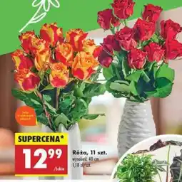 Biedronka Róża 11 szt oferta