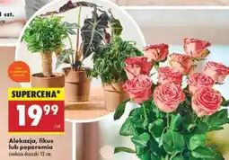 Biedronka Alokazja, fikus lub peperomia oferta