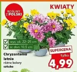 Kaufland Chryzantema letnia śr. donicy 10.5 cm wys. 20-25 oferta