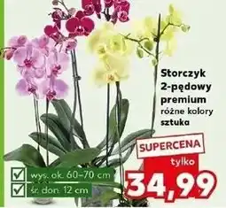 Kaufland Storczyk 2-pędowy oferta