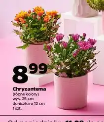Netto Chryzantema 25 cm oferta