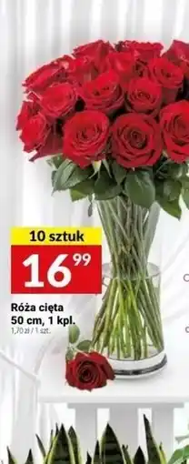 Twój Market Róża oferta