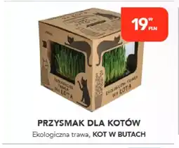 AquaelZOO Przysmak dla kotów oferta