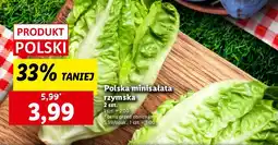 Lidl Sałata minisałata rzymska Ryneczek Lidla oferta