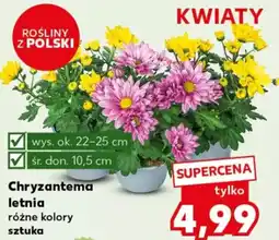 Kaufland Chryzantema letnia sztuka oferta
