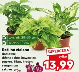 Kaufland Roślina zielona oferta