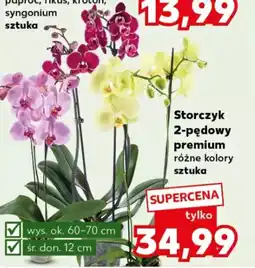 Kaufland Storczyk 2-pędowy premium oferta