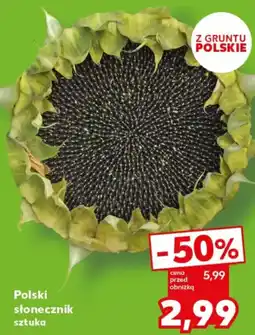 Kaufland Polski słonecznik oferta