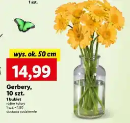 Lidl Gerbery 10 szt oferta