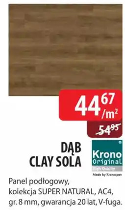 DDD DĄB CLAY SOLA oferta