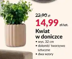 Agata Meble Kwiat oferta