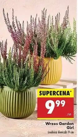 Biedronka Wrzos garden girls oferta