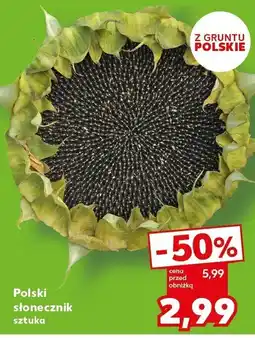 Kaufland Słonecznik polski oferta
