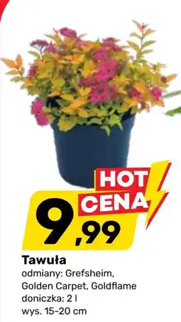 Bricomarche Roślina oferta