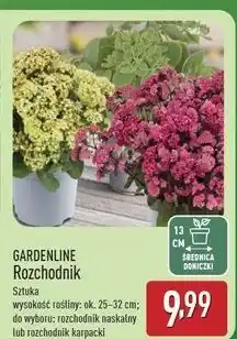 ALDI Rozchodnik karpacki Gardenline oferta