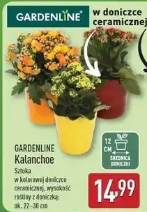 ALDI Kalanchoe w doniczce 12 cm Gardenline oferta