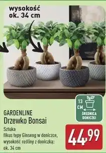 ALDI Bonsai 34 cm Gardenline oferta