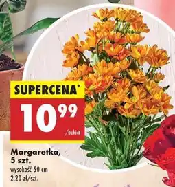 Biedronka Margaretka 5 szt oferta
