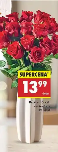 Biedronka Róźa 15 szt oferta