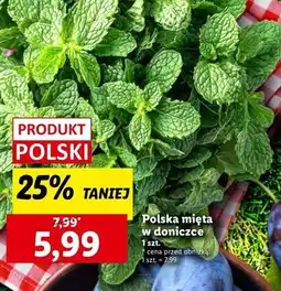 Lidl Mięta doniczka oferta