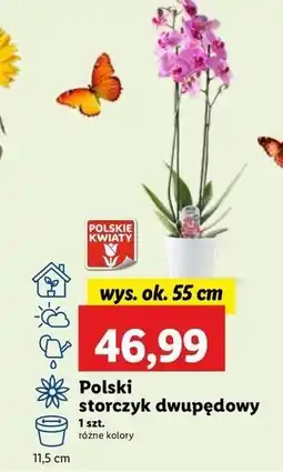 Lidl Storczyk dwupędowy oferta