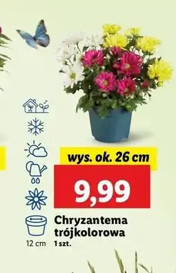 Lidl Chryzantema trójkolorowa oferta