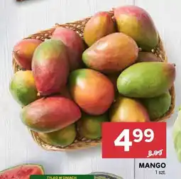 Stokrotka Mango Stokrotka oferta
