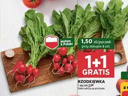 Stokrotka Rzodkiewka Stokrotka oferta