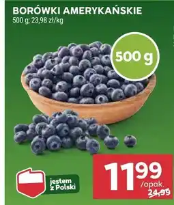 Stokrotka Borówki amerykańskie Stokrotka oferta