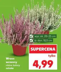 Kaufland Wrzos wczesny oferta