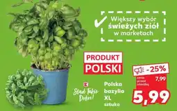 Kaufland Polska bazylia XL sztuka oferta