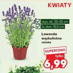 Kaufland Lawenda wąskolistna oferta