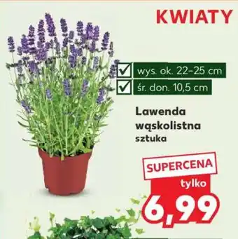 Kaufland Lawenda wąskolistna oferta