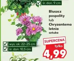 Kaufland Bluszcz pospolity lub Chryzantema letnia sztuka oferta