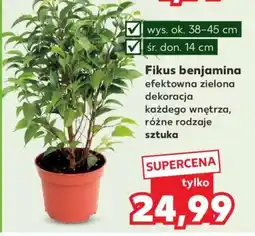 Kaufland Fikus benjamina oferta