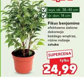Kaufland Fikus benjamina oferta
