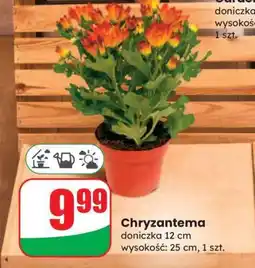 Dino Chryzantema oferta