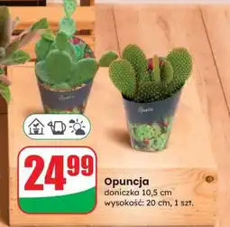 Dino Opuncja oferta
